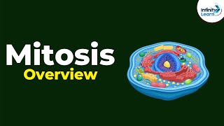 Overview of Mitosis | Don't Memorise