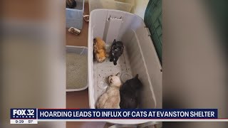 Hoarding leads to influx of cats at Evanston animal shelter