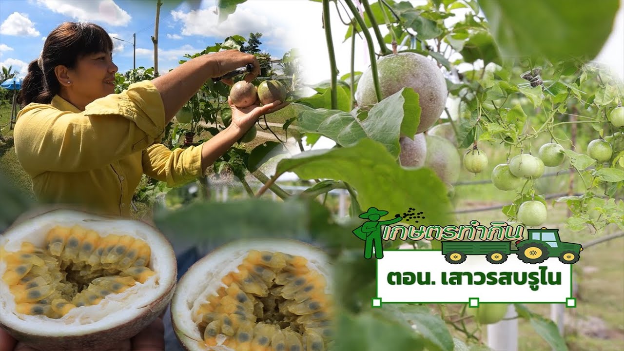 เกษตรทำกิน ตอน 