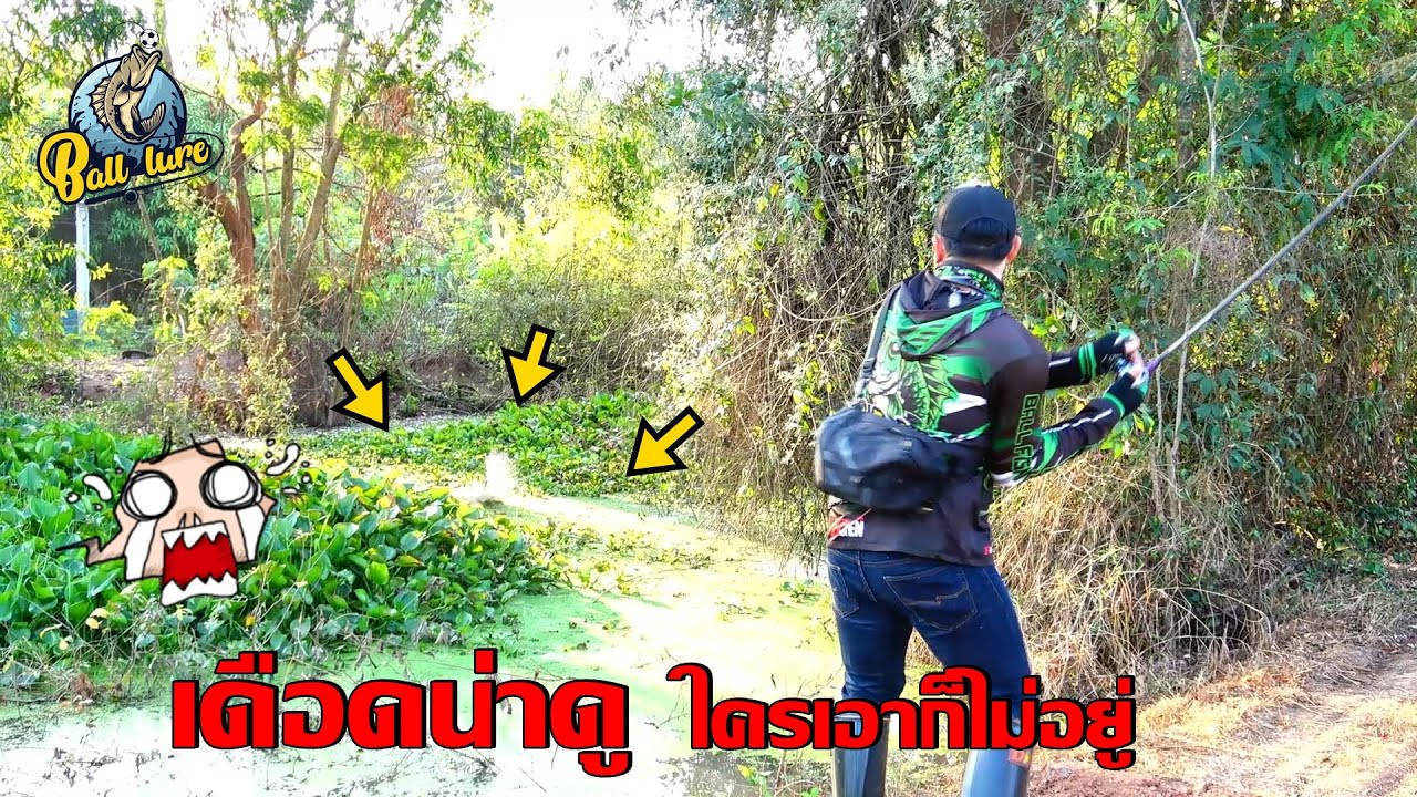 หมายแรกก็เชิดฉายซะแล้วใครก็หยุดไม่อยู่    เหยื่อ เม่นยางแคระ หนูยางแคระ