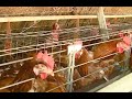Calor afecta a gallinas ponedoras en la producción de huevos