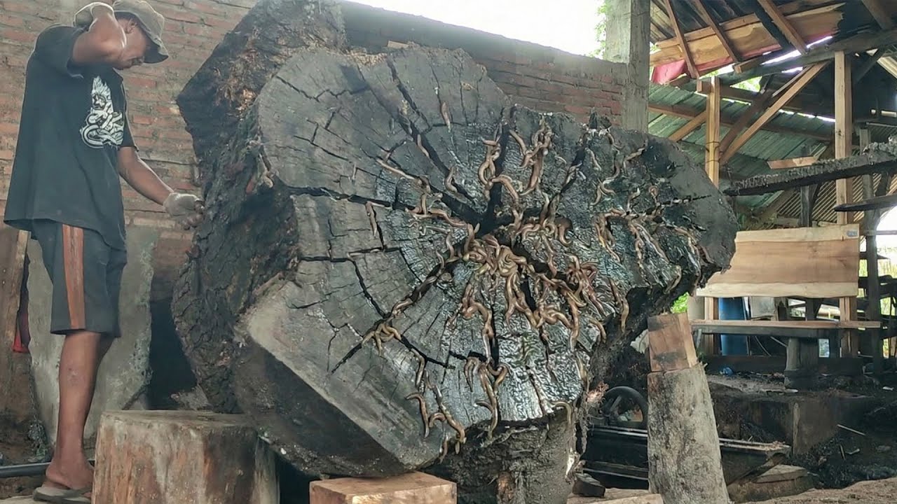 Australia Reacts to a Giant Trembesi Log Cut With Zero Safety Measures ...