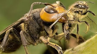Giant Asian Hornet is a winged Monster that destroys entire Bee Colonies!