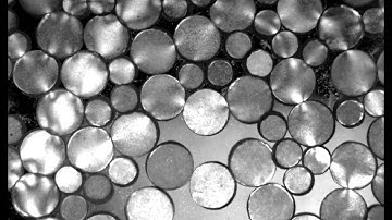 Force Chains in Dense Granular Flow