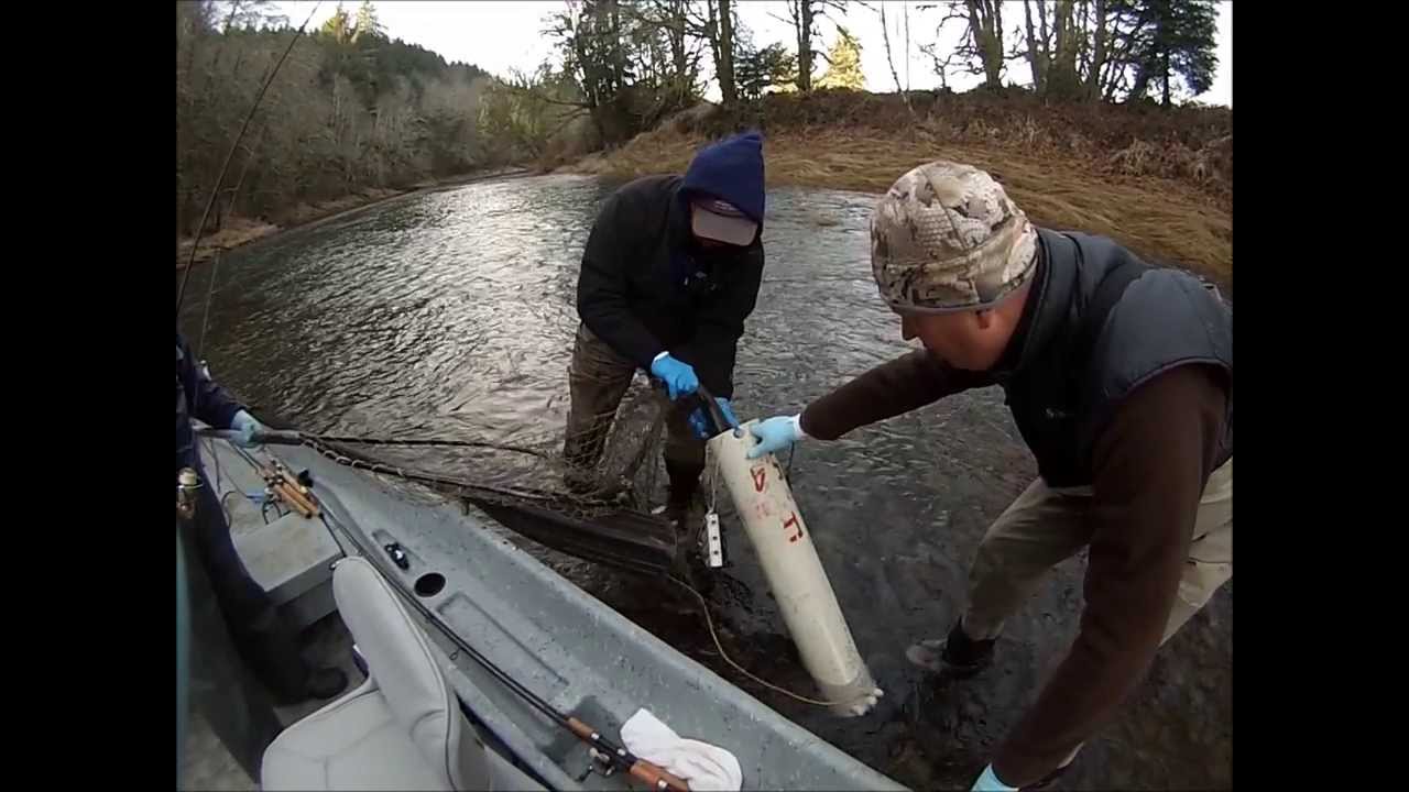 broodstock steelhead