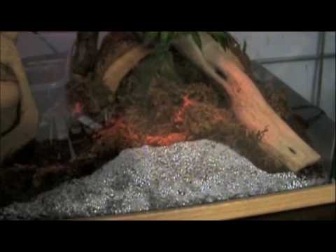 arboreal grazer Reptiles-TV Contest Entry ( Suriname Red Tailed Boa)
