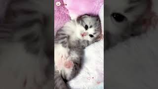 Cute Kittens❤️【43】#Shorts #Cutecat520 #Cat #Kittens #Pets