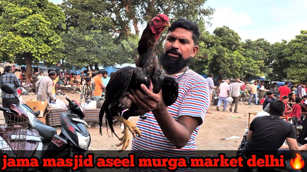 Jama masjid aseel murga market delhi 🔥| top quality aseel |14 September 2025