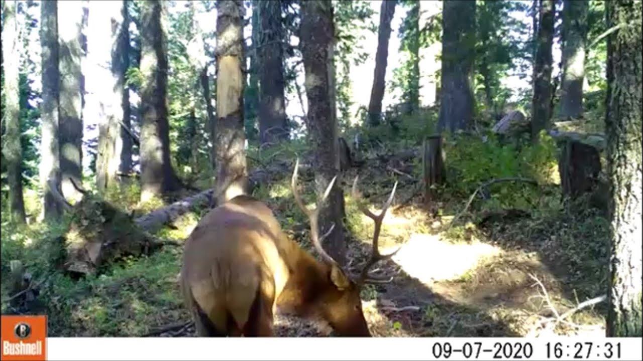 Trail Camera Video Sept 17,2020 YouTube