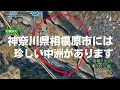 ★☆☆☆☆ 神奈川県相模原市には珍しい中洲があります