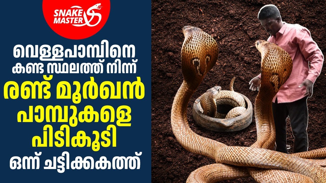 മൂർഖനെ മൂർഖൻ പാമ്പ് കടിച്ചു | Vava Suresh | Cobra Rescue | Snakemaster 1148