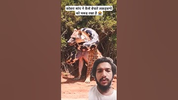 Giant Python Attack on Hyenas😭😳🙏 Help #shorts #animals #animal #animallover #animalshorts