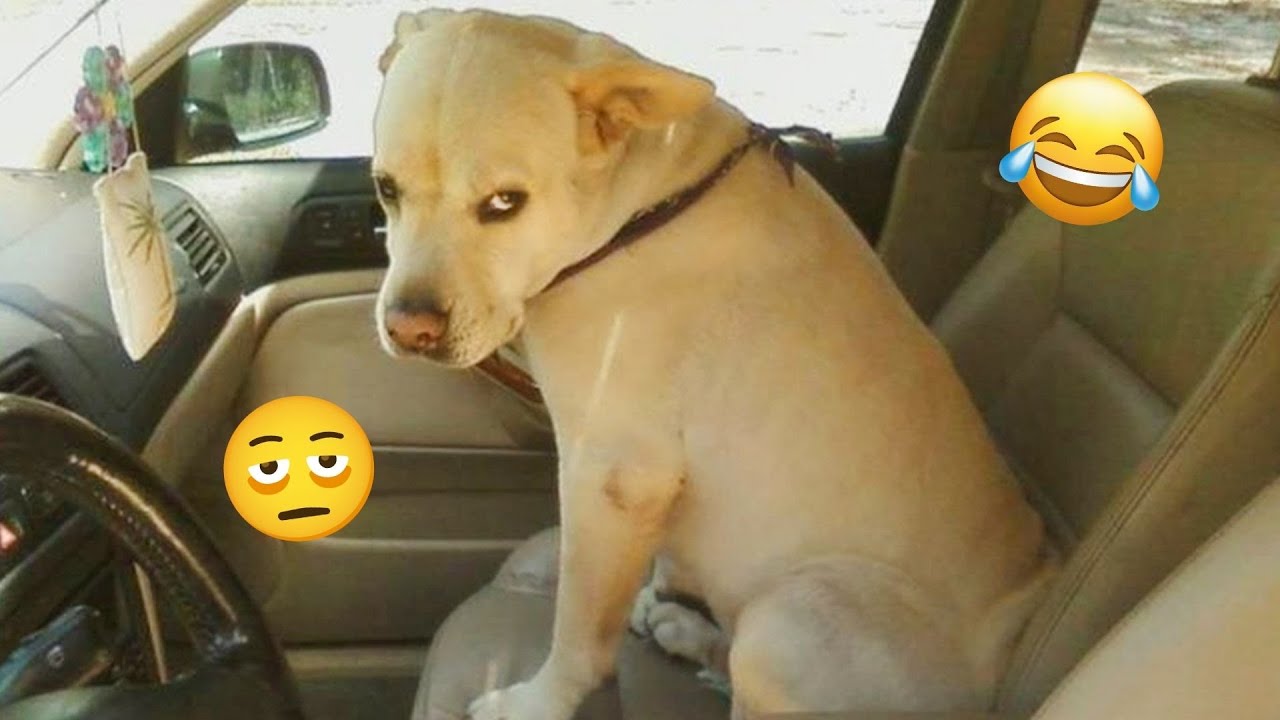 New FUNNY DOGS That Will Make You Laugh To Tears 😂🐕 Best Funny Dog Compilation 2026
