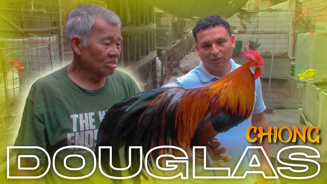 Visita al CRIADERO de Gallos FENIX de DOUGLAS CHIONG | FENIX PERU 🐓🐣