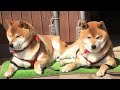 自分の庭の修繕作業を現場監督のような真剣な表情でチェックする柴犬 Shibe checked his yard repair work with a serious look on his face.