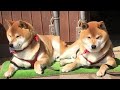 自分の庭の修繕作業を現場監督のような真剣な表情でチェックする柴犬　Shibe checked his yard repair work with a serious look on his face.