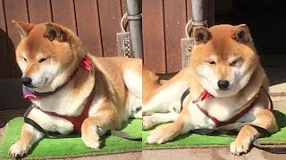 自分の庭の修繕作業を現場監督のような真剣な表情でチェックする柴犬 Shibe checked his yard repair work with a serious look on his face.