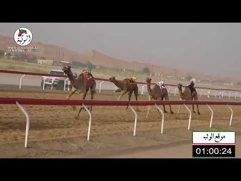الشوط 7 الشاهينيه ل محمد عبدالله بالكيله العامري 3 8 شارة صندوق الحلفه 2021 8 19 الساد فطامين