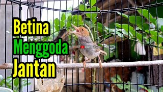 PRENJAK BETINA [ Masteran Prenjak Betina Gacor Istimewa Suara Jernih Menggoda Prenjak Jantan].