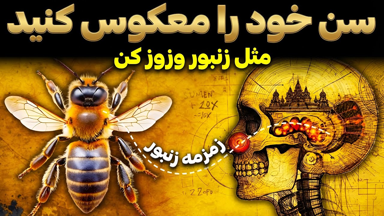 معجزه براماری: چشمه جوانی که در جمجمه شما پنهان شده است