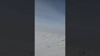 Тазы против волка