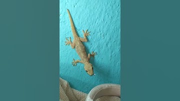Thumbnail of Lizard 🦎 #shorts #viral #video #lizard