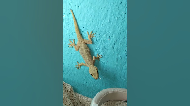 Lizard 🦎 #shorts #viral #video #lizard