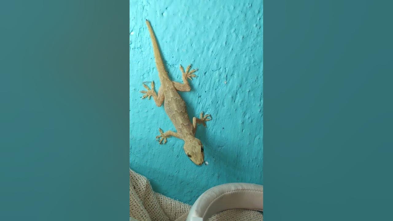 Lizard 🦎 #shorts #viral #video #lizard