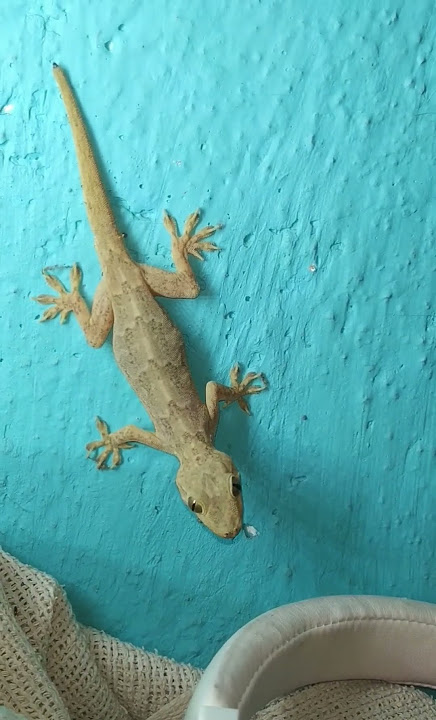 Lizard 🦎 #shorts #viral #video #lizard