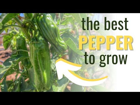 Video: Thaum twg kuv tuaj yeem hloov shishito peppers?