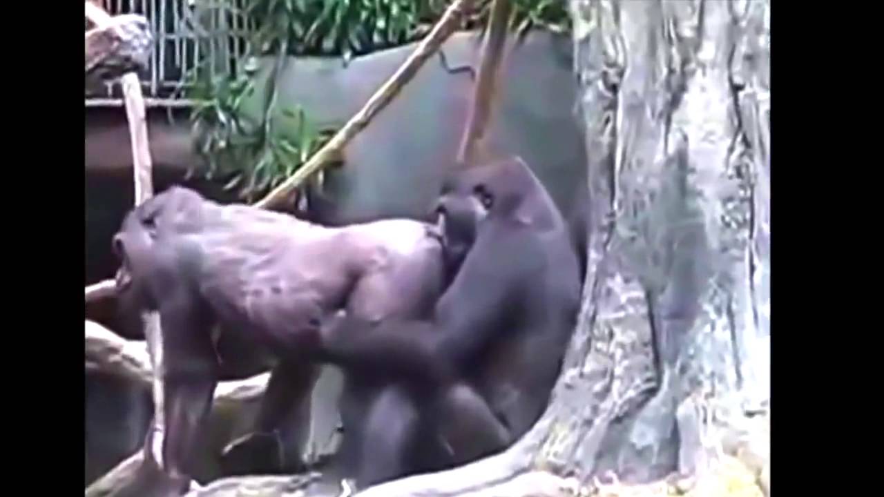 Скачать Смешные Видео Про Секс