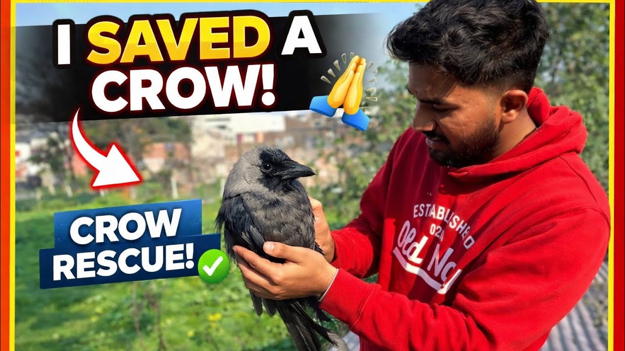 Aaj Ek Crow Ki Jaan Bacha Li 🐦❤️ | #video#viralvideoshorts#dosti#post#vlog @SahilVloger0727 