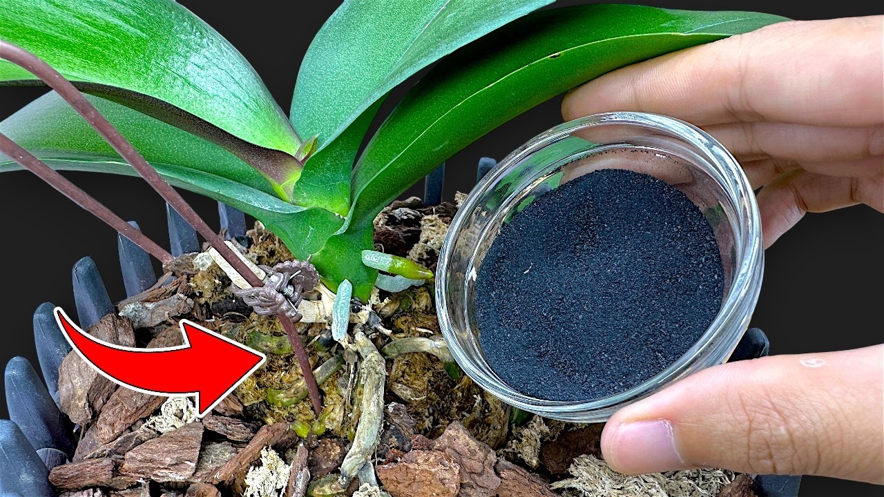 Просто посыпьте 1 ложкой, кто бы мог подумать, что и цветы, и корни вырастут за пределы воображения.