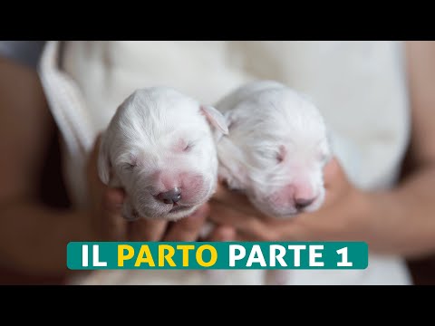Il Parto/video1