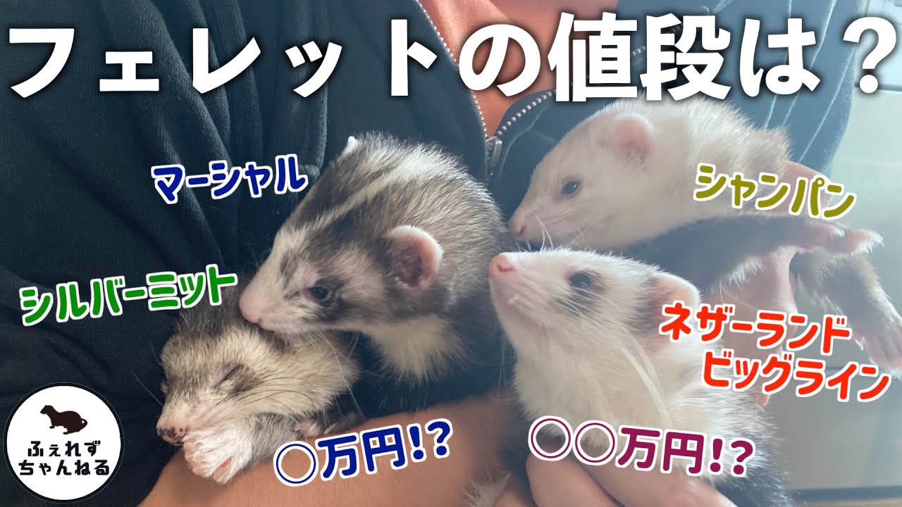 高騰中 フェレットの値段はおいくら Youtube