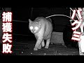 ③臆病猫パクミ行方不明15日 捕獲失敗