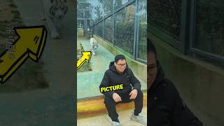 Tiger Tries To Scare This Man