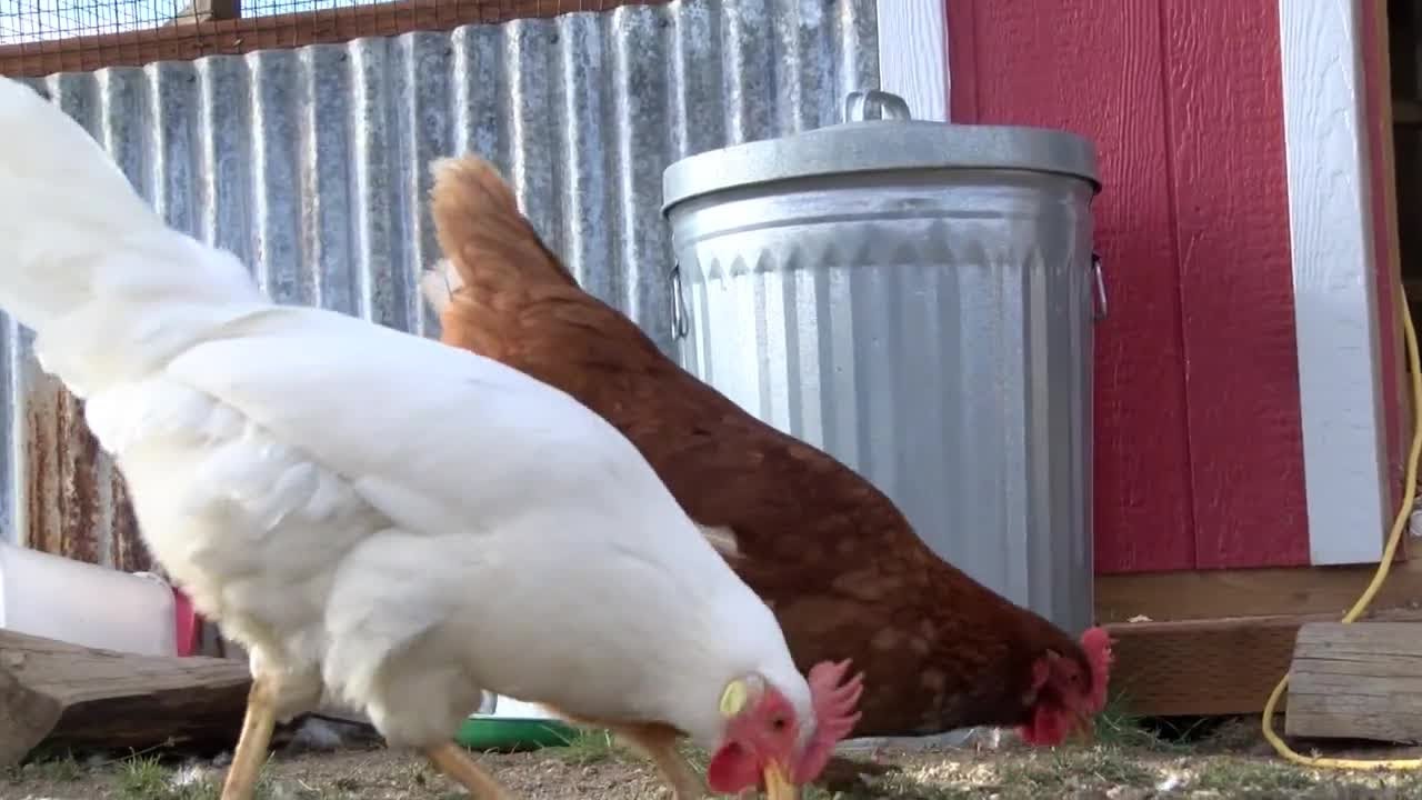 Belgrade chicken debate to be decided by voters on election day