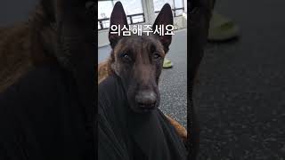 보호자에게 보내는 마지막 이별 신호 3가지