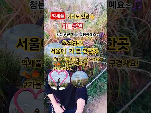 💥추석에 뭐해? 하늘공원 억새풀이랑 핑크뮬리 보러 갈래? 🌾💖 #추석 #하늘공원#가을나들이  #억새풀#추석명절#우리에게안녕  #서울가볼만한곳 #하늘공원#억새축제 #쌈쌈#임영웅