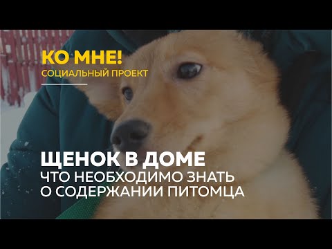 «Ко мне!»: как подготовить дом к появлению щенка