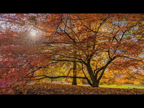Video: New York Botanical Garden: Ang Kumpletong Gabay