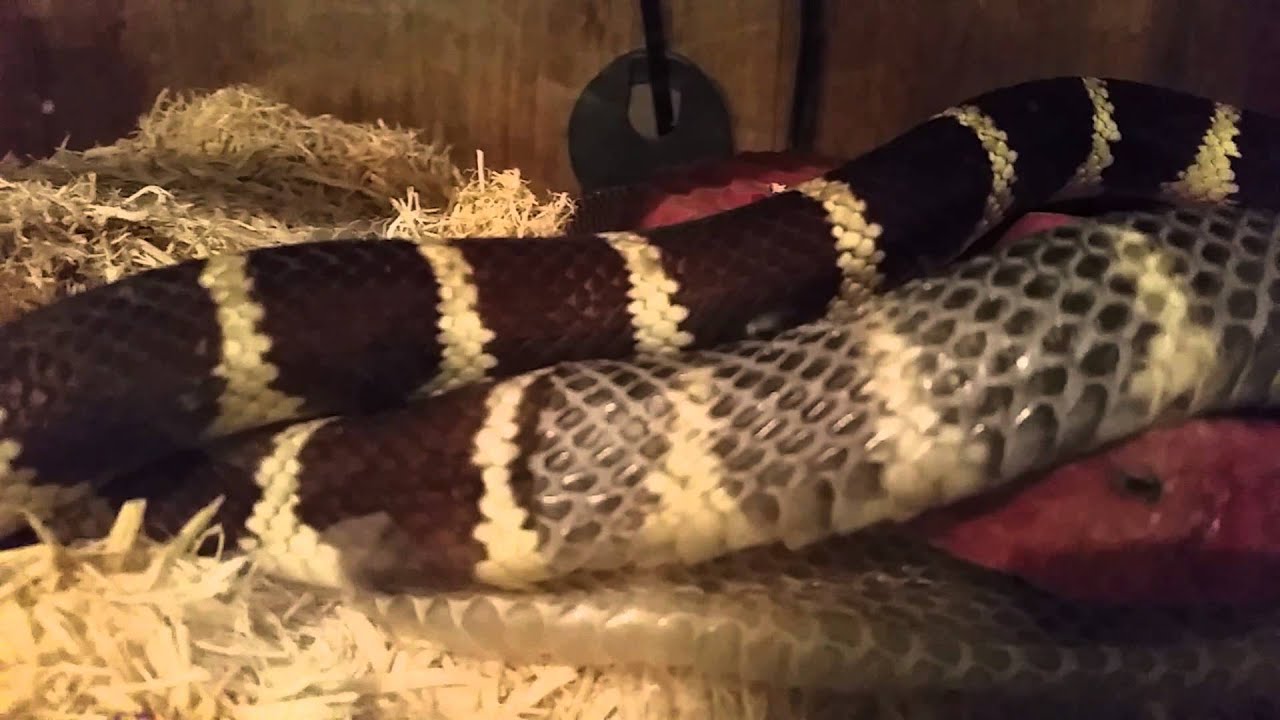 Kingsnake shedding