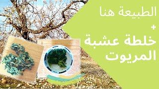 الطبيعة هنا: اللوز، المريوت، الزيتون و الخوخ + خلطة عشبة المريوت | ماما مينة