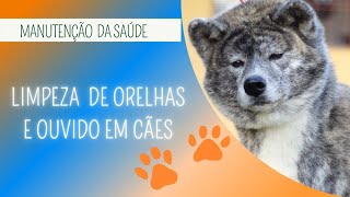 COMO LIMPAR A ORELHA DO CACHORRO | OTITE EM CÃES | PRODUTOS IDEAIS PARA LIMPEZA DAS ORELHAS by Akita Inu Canil Hidetaka's 898 views 1 year ago 7 minutes, 40 seconds