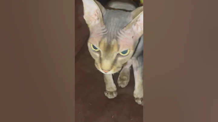 Video 8702021: cat sphynxcat funnycat, sphynxcat cutecat cat, hairless cat cutecat