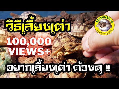 วิธีเลี้ยงเต่า อยากเลี้ยงเต่า ต้องดูคลิปนี้ | ReptileHiso.com เต่าบก เต่าซูคาค้า วิธีเลี้ยงเต่าบก