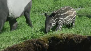 Meet Kazu The Endangered Tapir Calf