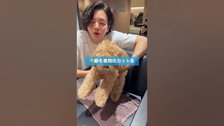 イッヌ激変動画🥹🥹🥹 #ショート #ばっさりカット #ショートボブ #美容 #バッサリカット #ショート動画 #似合わせカット #メイク #カット