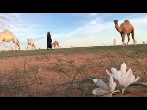 ربيع عذفا عام 1442